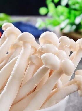 白玉菇菌包蘑菇种植包阳台种植菌种家庭室内菌棒菌菇食用菌海鲜菇