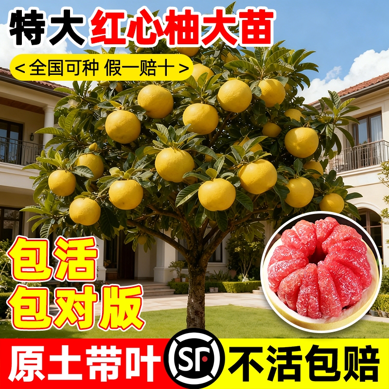 【包对版包成活】柚子大苗