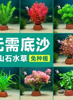 火山石水草植物鱼缸造景水培阴性蜈蚣草绿菊真草摆件水族箱全套餐