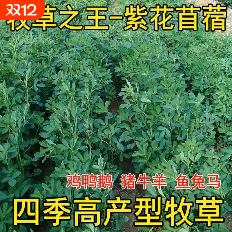 紫花苜蓿四季通用多年生牧草