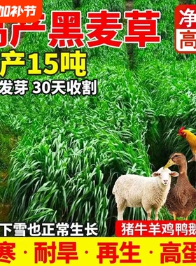 黑麦草种籽子种四季多年生牧草种子耐寒冬季鱼草高产玉米鸡鸭鹅