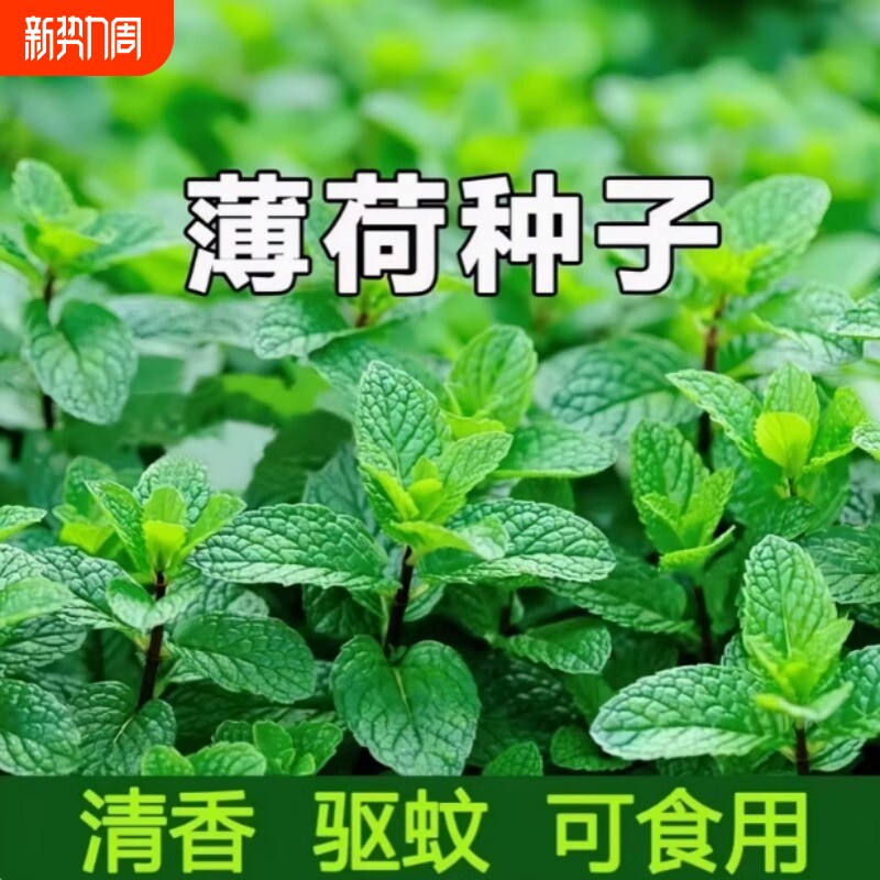 可食用留兰香薄荷种籽子猫薄荷叶盆栽驱蚊植物四季蔬菜苗高产阳台