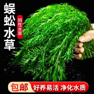 净水蜈蚣草水草植物鱼缸造景专用鱼草缸新手养鱼绿菊阴性后景绿植