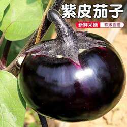 圆茄子新鲜现摘嫩茄子山东寿光紫茄子精选当季蔬菜农家自种圆茄