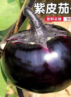圆茄子新鲜现摘嫩茄子山东寿光紫茄子精选当季蔬菜农家自种圆茄