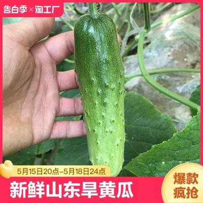 水果黄瓜新鲜山东旱黄瓜现摘当季小青瓜农家生吃孕妇蔬菜包邮