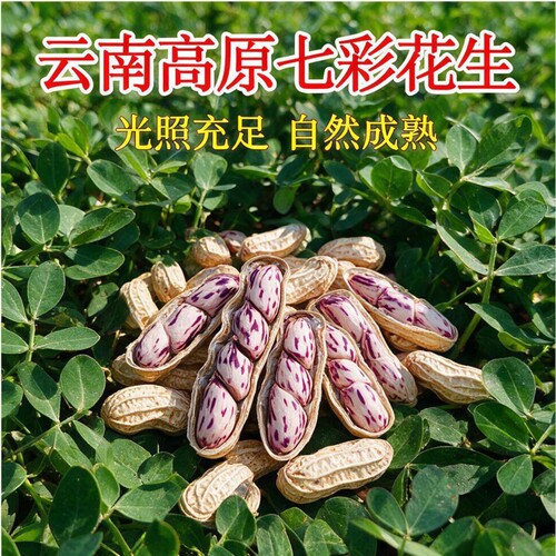 七彩花生2026年新云南特产旗舰店新鲜晒干带壳生熟花生米健康特色