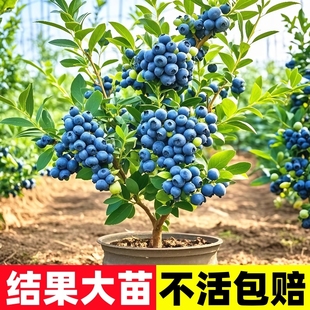 蓝莓树果苗l25蓝莓苗盆栽带果地栽特大号薄雾南北方种植果树结果