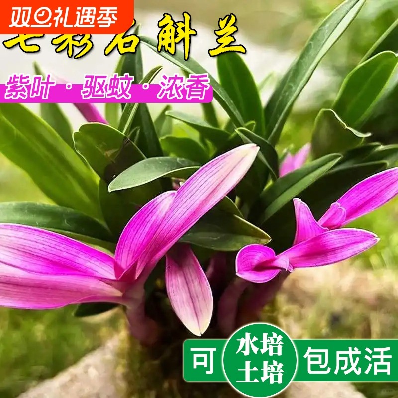 好养七彩香水石斛兰冬带花紫叶浓香花卉盆栽净化空气水培桌面绿植