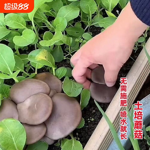 平菇人工菌土培香菇蘑菇菌菇四季可种菜地盆栽种植园艺菜园阳台