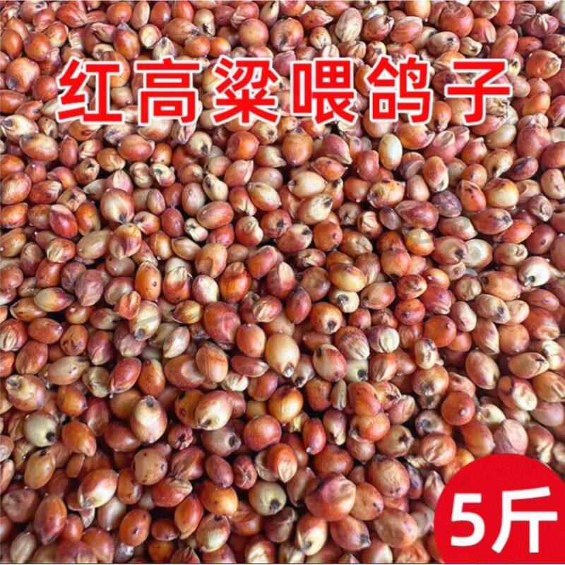 红高粱喂鸽子粮食去壳带皮鸟食信鸽观赏鸽肉鸽幼鸽成鸽粮饲料