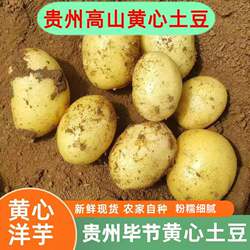 新鲜黄心土豆毕节威宁洋芋农家自种现挖马铃薯黄皮去皮传统美食