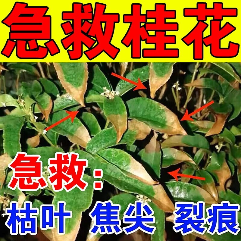 桂花树专用肥料营养液枯叶干尖病黄叶焦叶植物叶尖开花营养液J