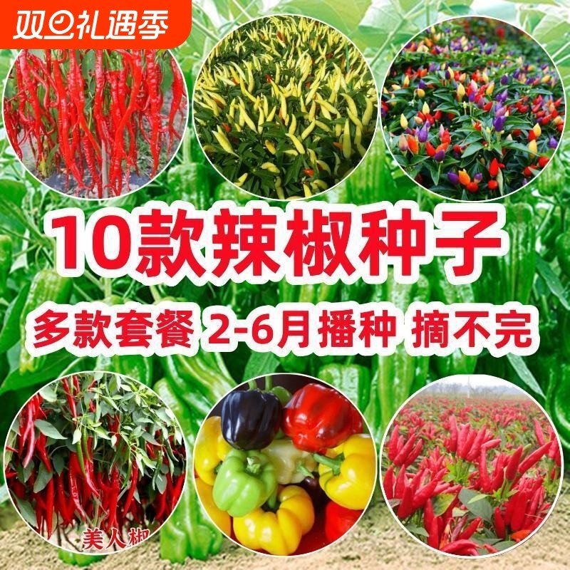 10款辣椒种子牛角辣五彩椒美人椒朝天椒青椒春季四季籽种苗蔬菜孑