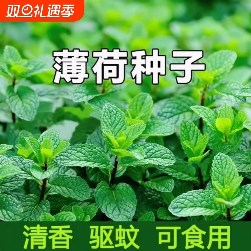 可食用留兰香薄荷种籽子猫薄荷叶盆栽驱蚊植物四季蔬菜苗高产阳台