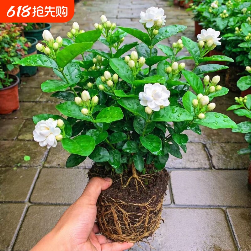 茉莉花苗盆栽带花苞水培老桩驱蚊九里香栀子花卉绿植物室内四季开