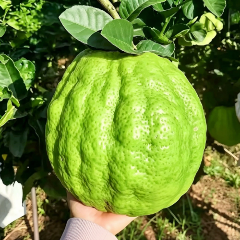 佛手柑鲜果新鲜佛手瓜切带枝室内摆件清供观赏闻香可食用花卉盆栽
