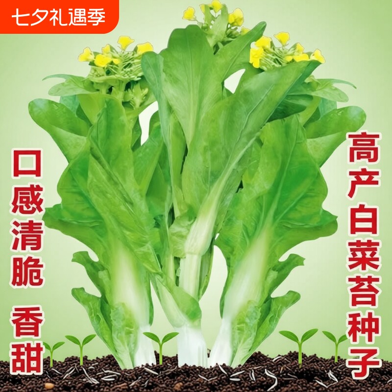 白菜苔种子蔬菜种子青菜香菜生菜菜籽孔雀秋葵高产莴笋菜心水果