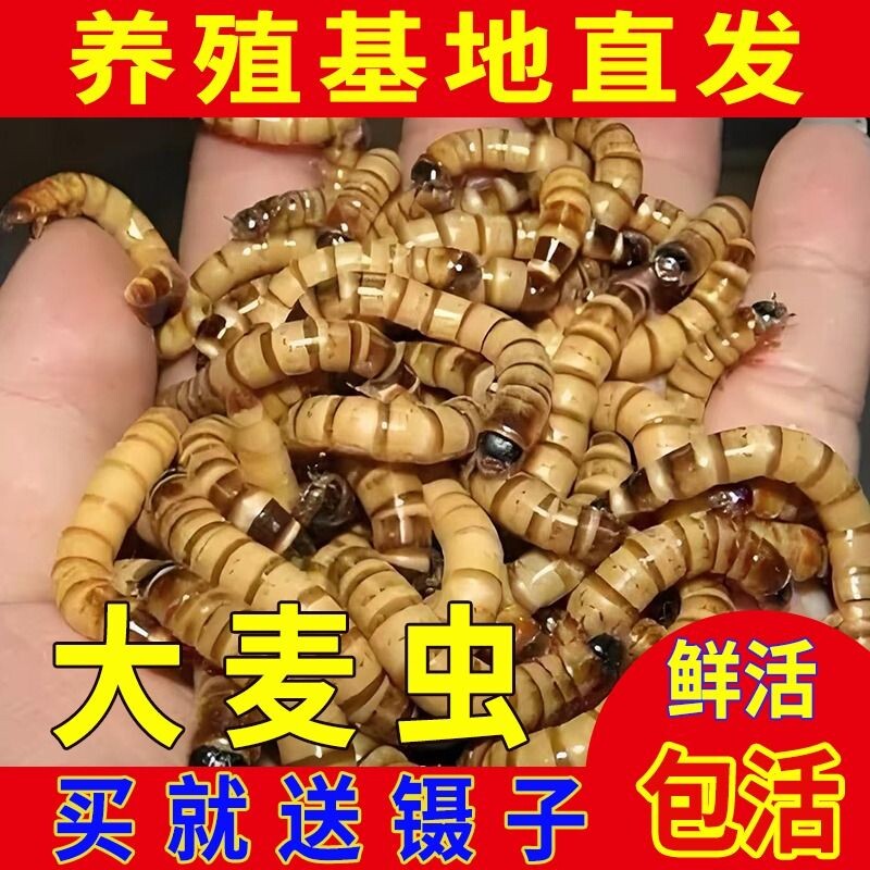 大麦虫活虫面包虫大号黄粉虫金龙鱼乌龟饲料八哥画眉鸟食活体虫子
