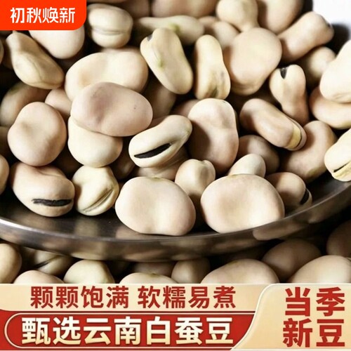 云南白蚕豆50g批发农家新鲜五谷杂粮罗汉豆白皮半斤绿豆新货