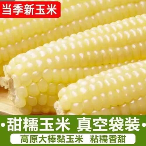 东北白糯玉米甜糯粘玉米棒真空包装黏玉米新鲜代餐玉米香甜糯香