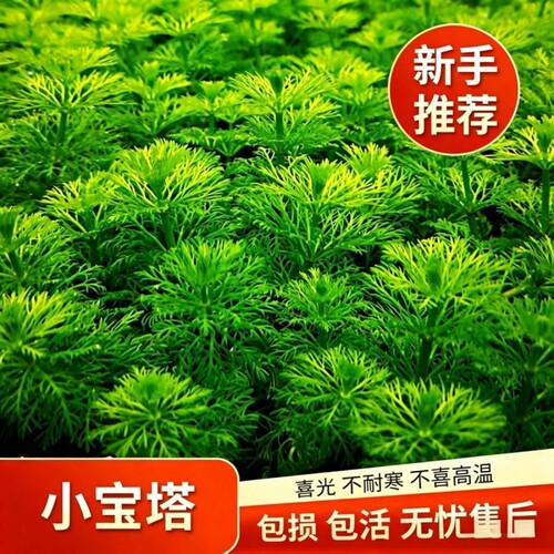 小宝塔陀草水草鱼缸植物净化水质
