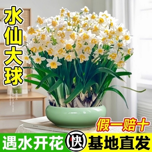 漳州水仙花种球盆栽水养绿植花卉四季 重瓣郁金香水培植物开花室内