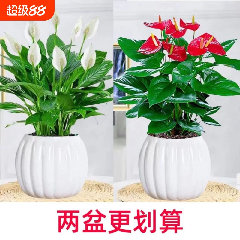 白掌盆栽风顺室内水培植物净化空气四季摆放花客厅带盆金钱树带花