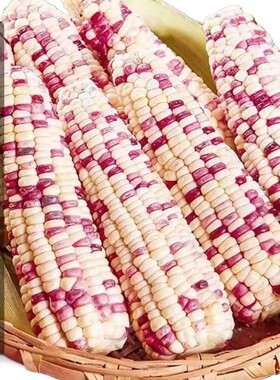 广西农家花糯玉米9斤新鲜装