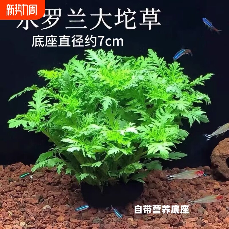 水罗兰坨草鱼缸造景水草植物绿植阴性古法养鱼新手懒人好养活淡水