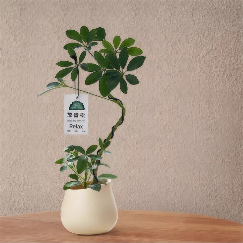 造型鸭脚木盆栽客厅室内八方来财鸭掌木办公桌面植物招财四季绿植