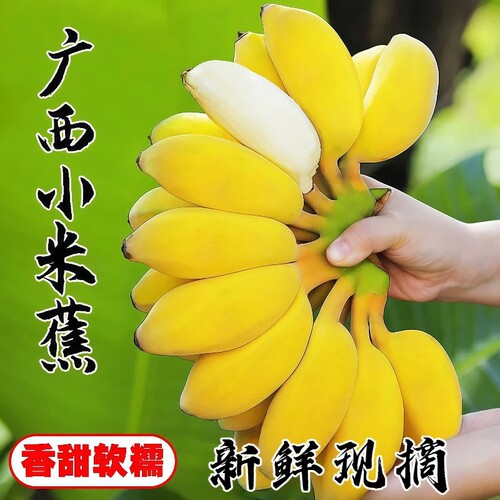 正宗广西小米蕉10斤当季新鲜水果整箱香蕉自然熟软糯香甜粉蕉包邮