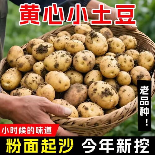 恩施富硒小土豆新鲜现挖