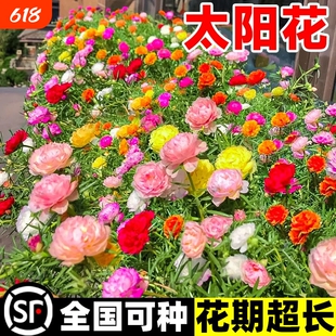 太阳花种孑重瓣花种籽春秋开花格桑花花籽百日草庭院种植易活种子