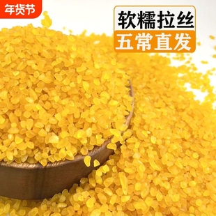 青稞玉米碴子粘加糯米饭伴侣玉米碎苞米茬子玉米糁煮饭煮粥中粒