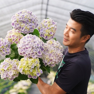 绣球花盆栽带花老桩无尽夏花苗四季开花室内庭院阳台鲜花卉绿植物