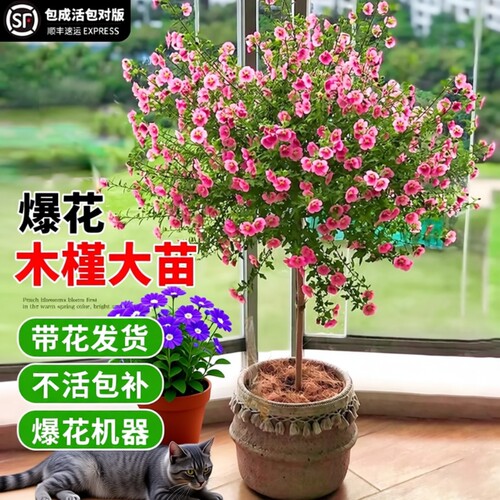 木槿花盆栽重瓣树苗蓝雪花四季小木槿棒棒糖小苗食用新鲜四季开花