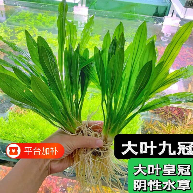 大叶九冠绿皇冠鱼缸水草造景装饰植物阴性草水质水培净水固定淡水