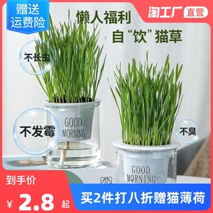猫草猫零食种子盆栽粒小麦幼猫去毛球化毛草懒人猫咪用品营养清洁