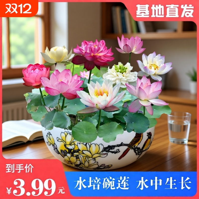 2包【水培碗莲种子】睡莲花卉好养种籽盆栽客厅四季水养
