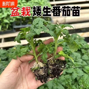 矮生番茄苗红黄黑矮生番茄秧苗带土盆栽圣女果爆满盆阳台种植蔬菜