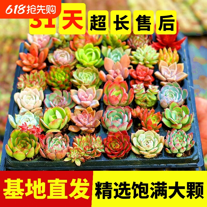 多肉植物室内组合小盆栽大颗好养活花卉套装四季阳台花盆玉露种植