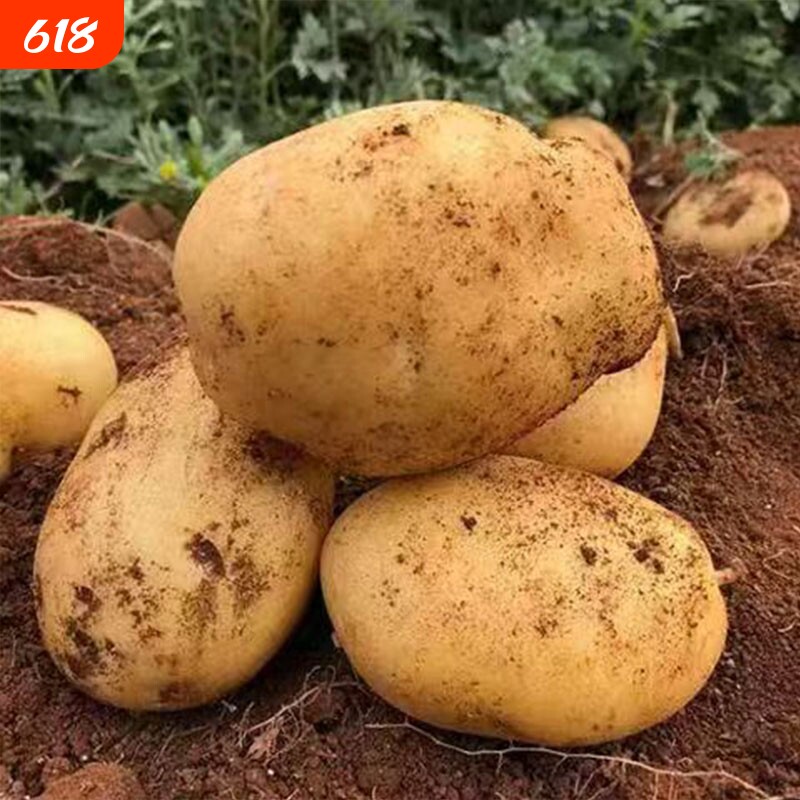 贵州黄心土豆今年新鲜现挖当季马铃薯黄皮5斤带箱洋芋好吃