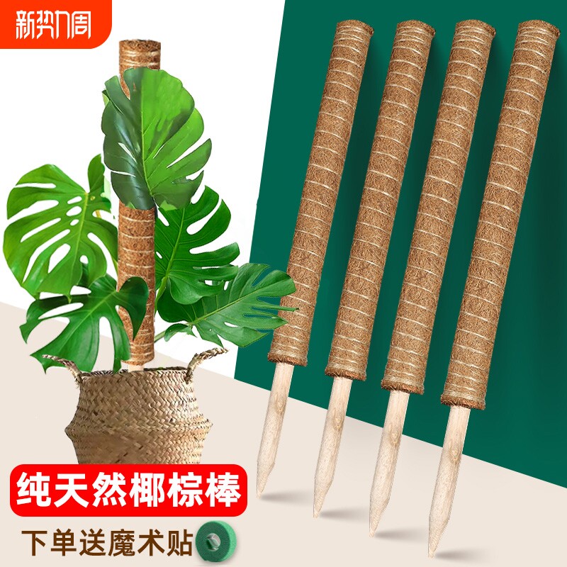 龟背竹支撑杆椰棕棒植物攀爬藤棕榈柱绿萝固定防倒伏花架椰丝苔藓