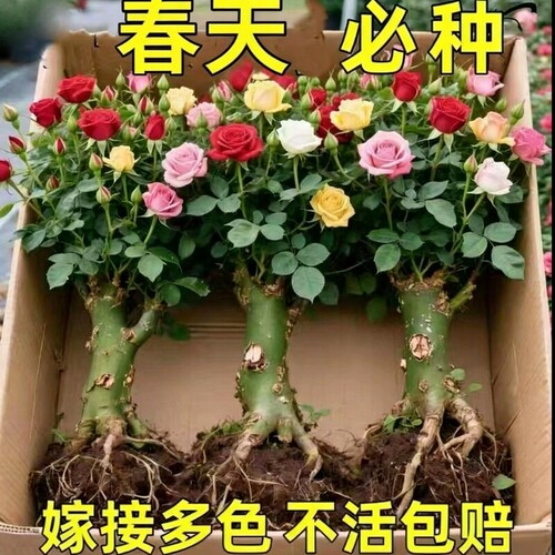 玫瑰花苗老桩盆栽花卉多季节开花绿植物月季老根四季嫁接多色阳台