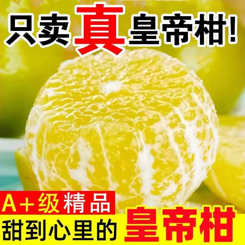 正宗广西皇帝柑新鲜橘子水果当季现摘蜜桔子贡柑甜橘老树大果包邮