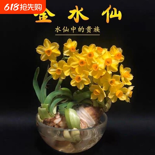 【金水仙—水仙中的贵族】新款金水仙花冬季水仙花水培金色水仙花