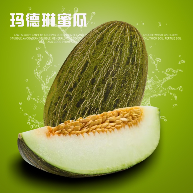 玛德琳蜜瓜甘肃大漠斗牛蜜瓜软糯甜瓜戈壁冰淇淋蜜瓜水果顺丰包邮