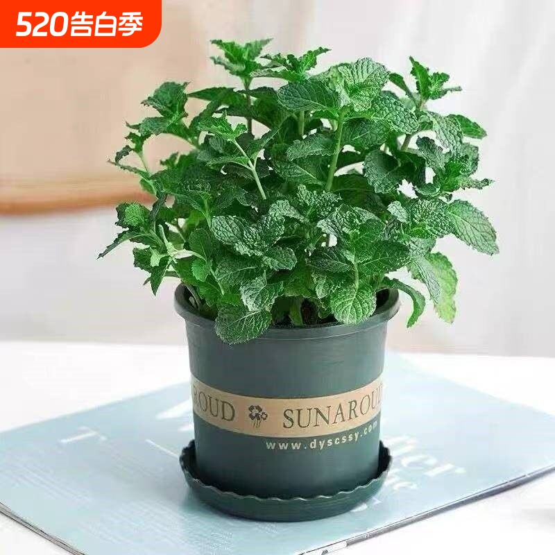 可食用新鲜薄荷留兰香柠檬苗猫薄荷四季播种室内阳台盆栽驱蚊植物