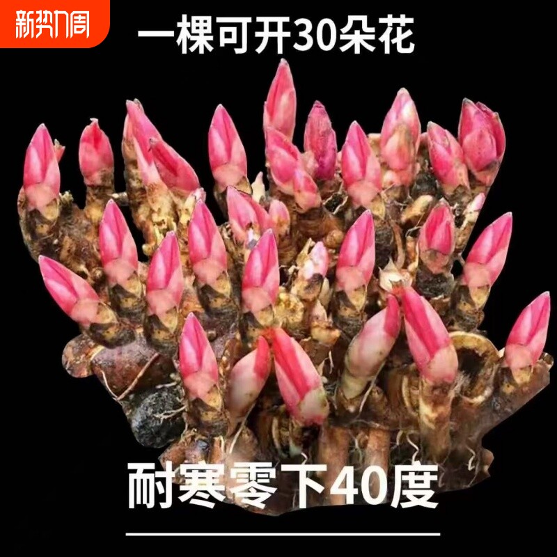 【带芽发货】重瓣芍药花苗浓香花卉正宗观赏芍药牡丹四季开花好养